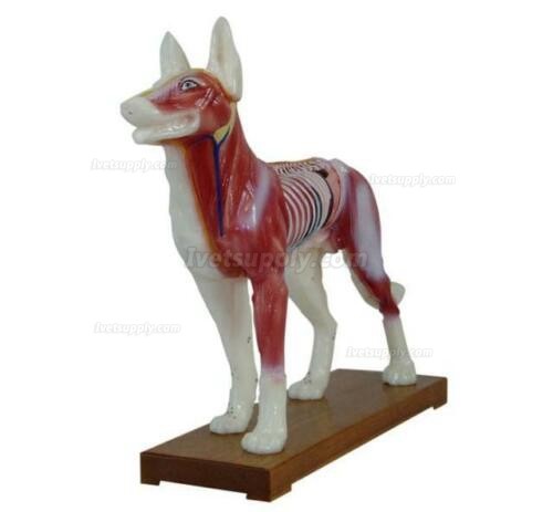 Dog Acupuncture Model Anatomy Anatomical Medical Veterinary Animal Model 30*30CM